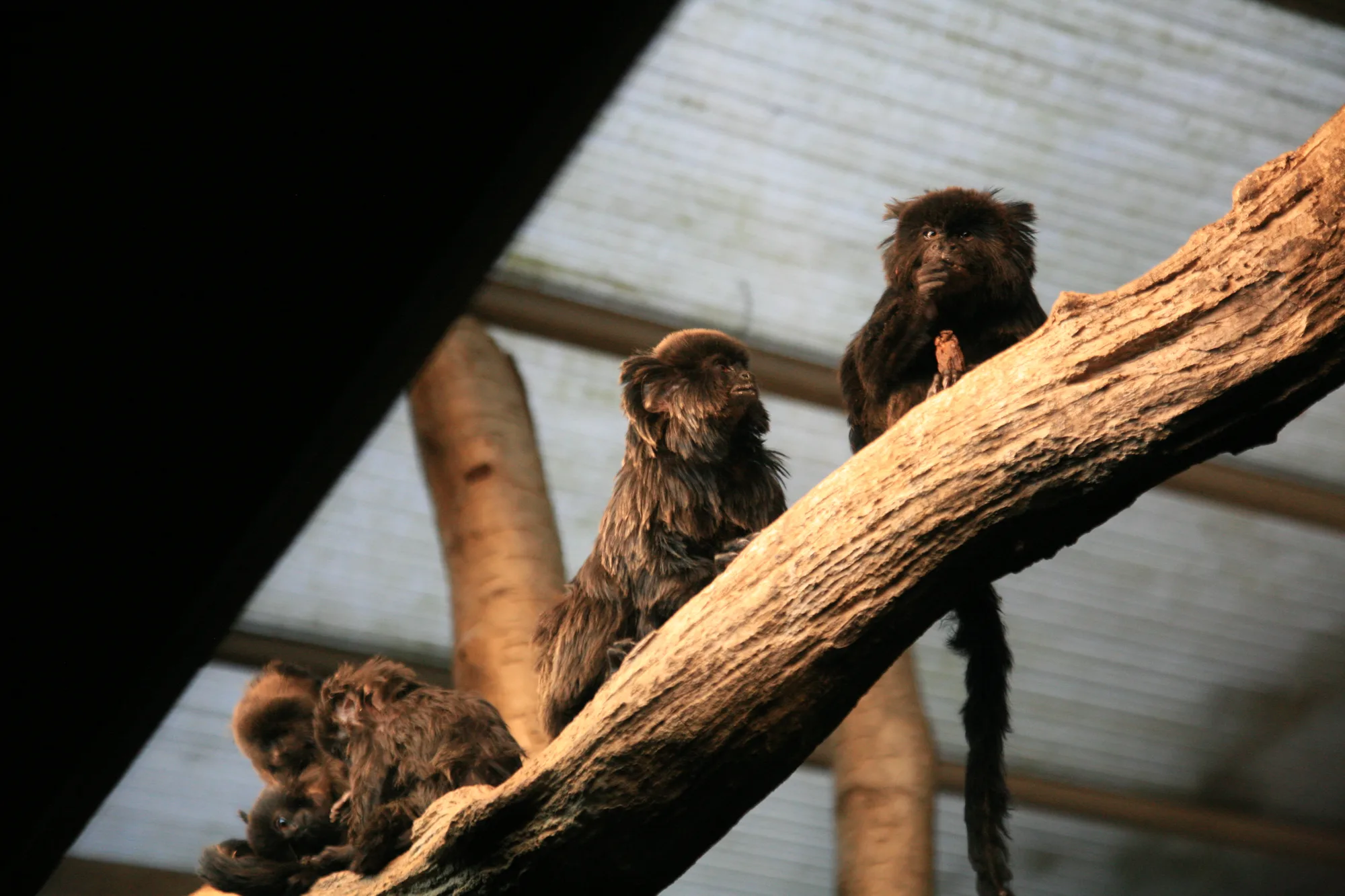 A group of Goeldi monkeys at Artis Amsterdam.