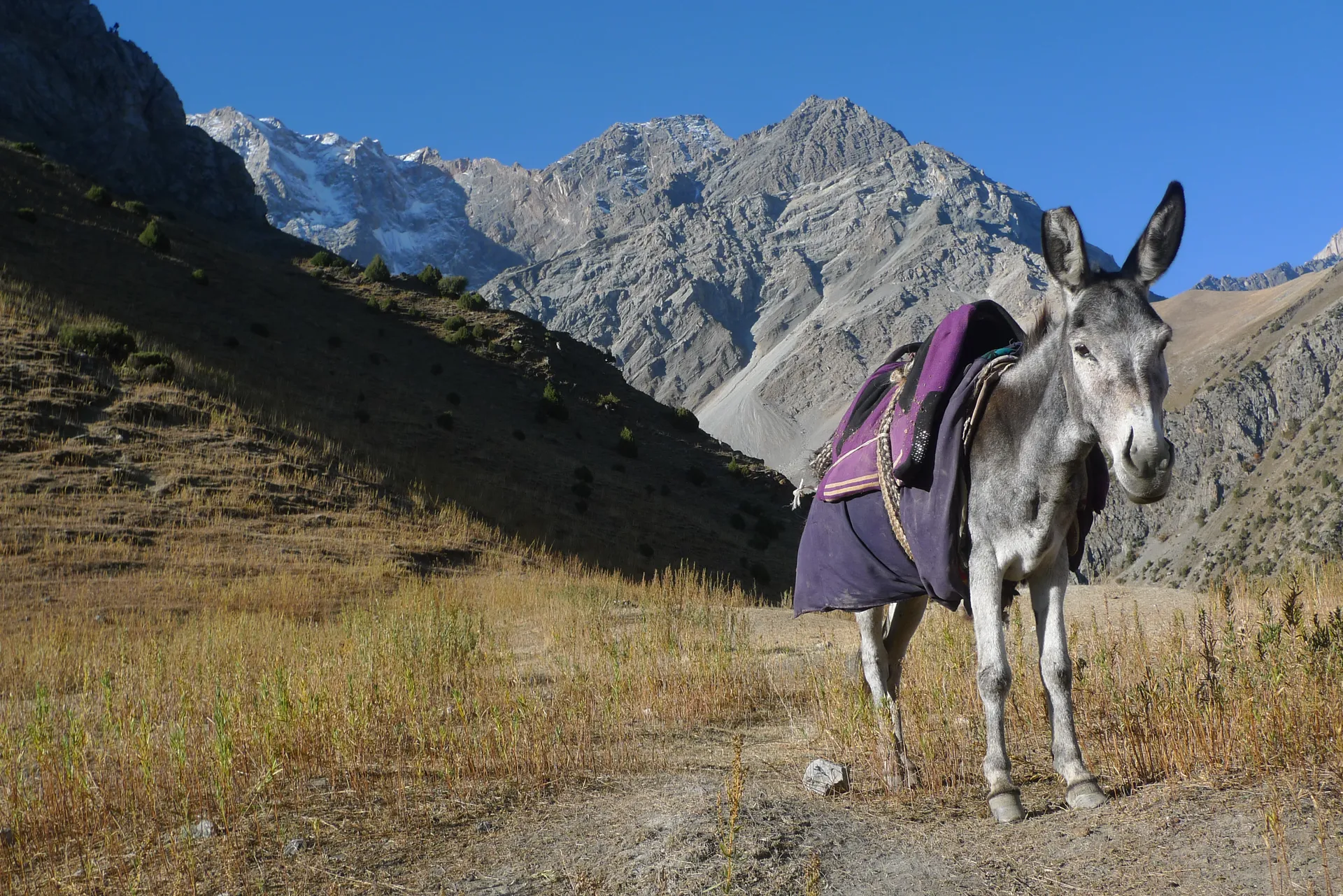 A saddled donkey on a dry slope below rocky peaks.