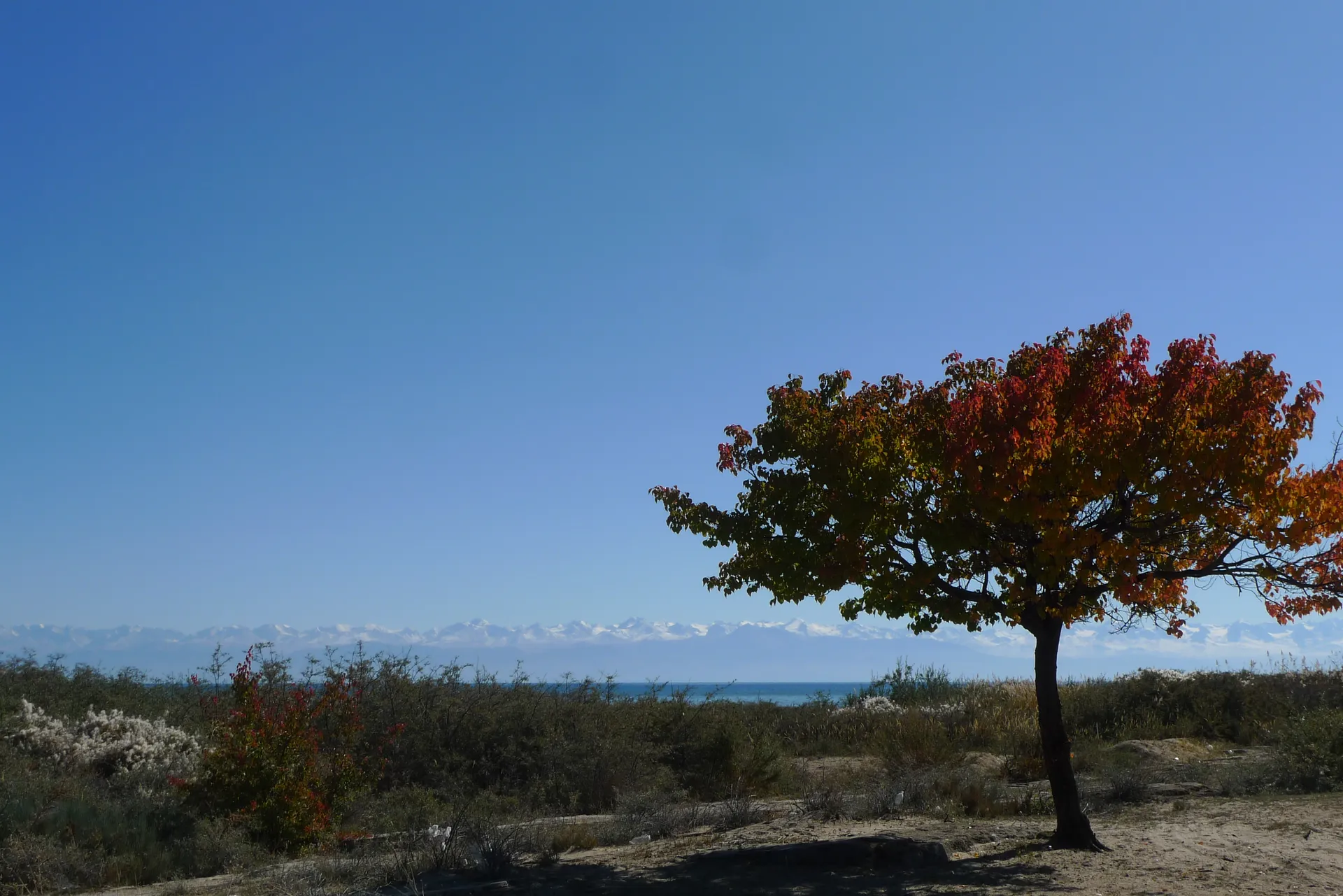 A single tree in autumn colours on an open plain.