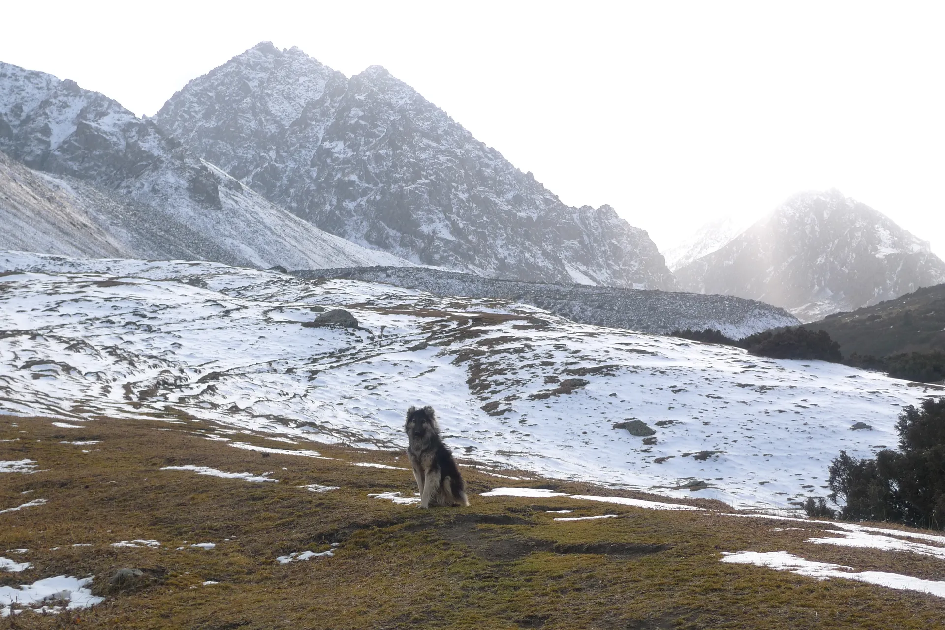 A dog sitting in a patchy snowfield below a rocky peak.