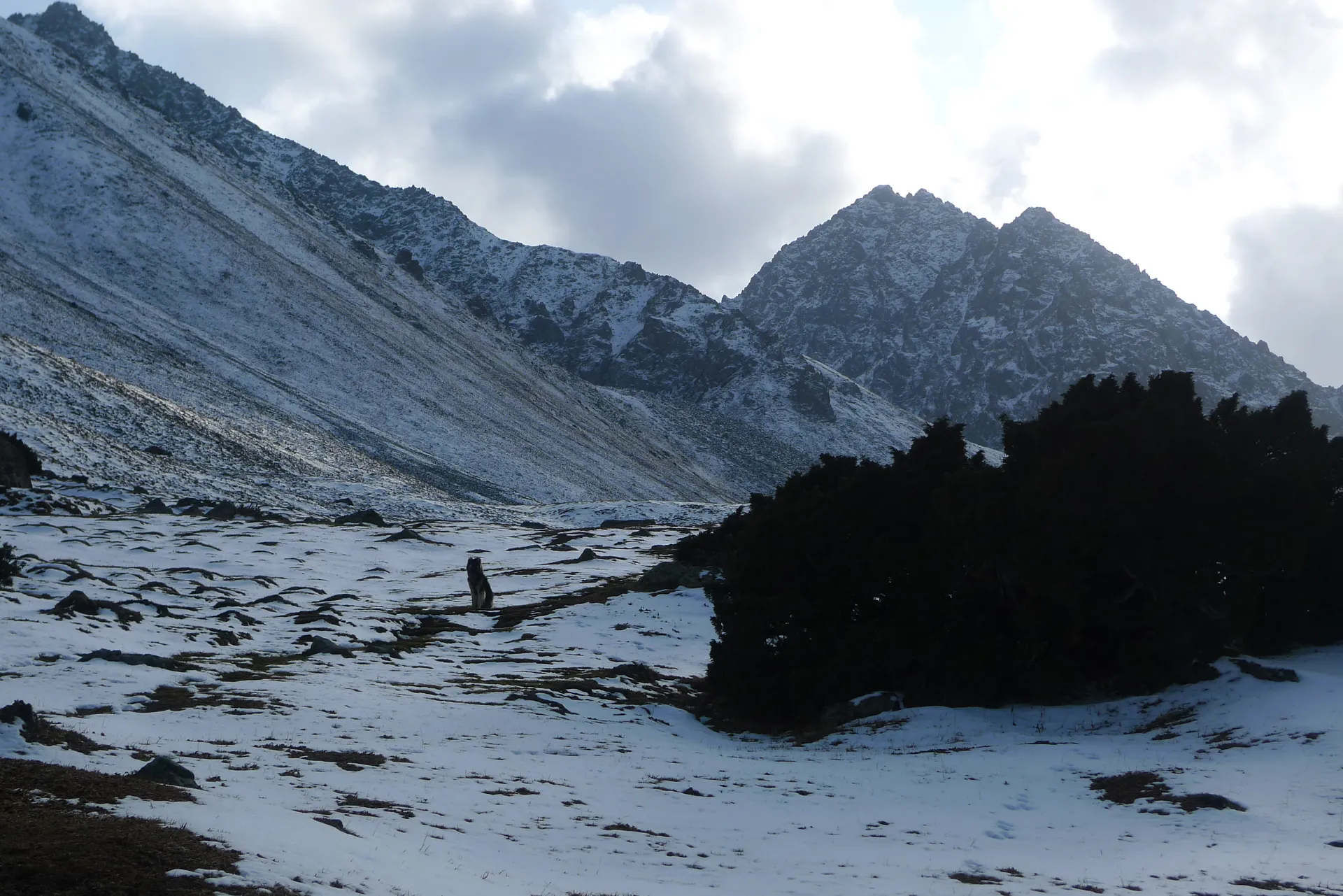 Juniper bushes in a snowy high valley under grey clouds.