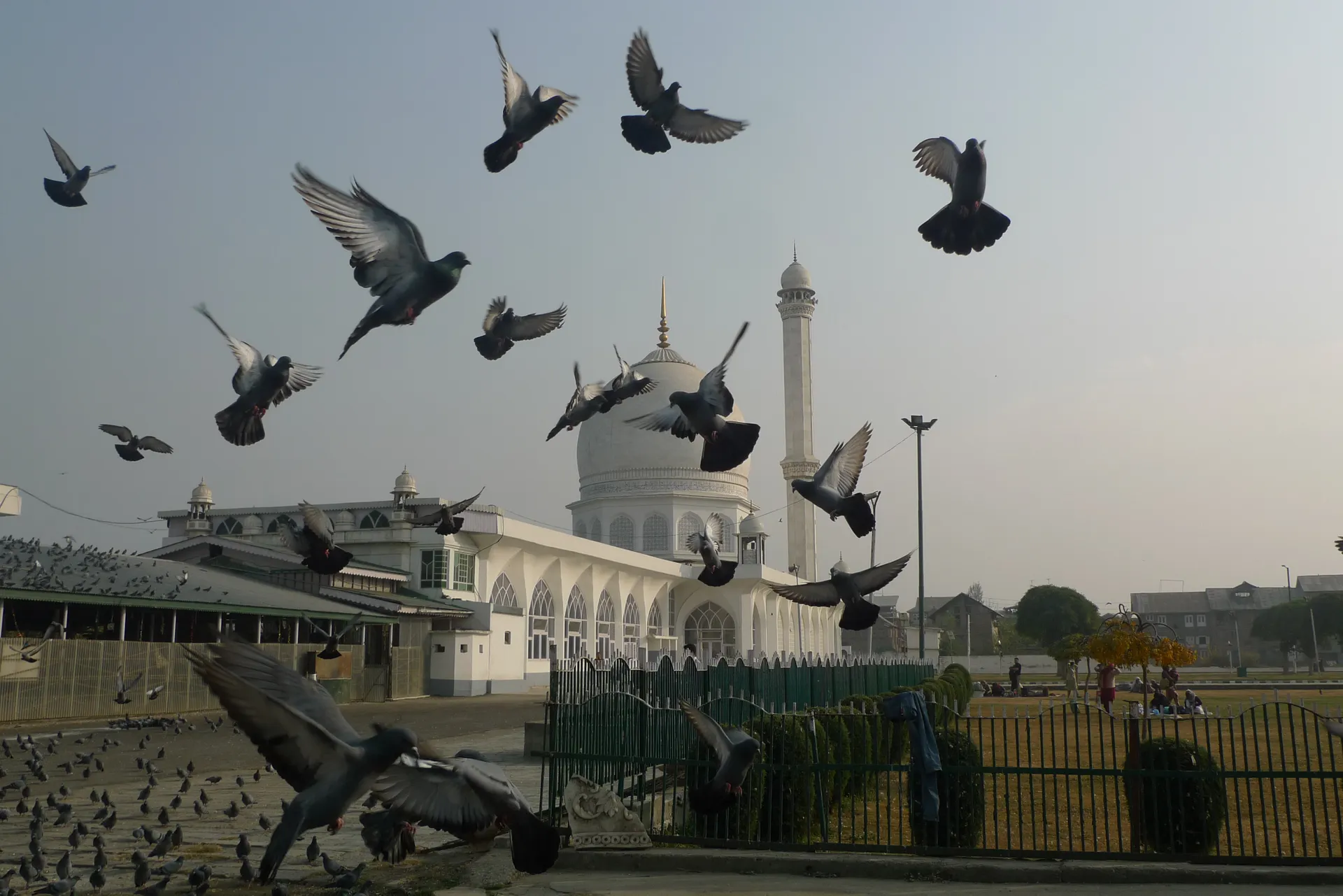 A flock of pigeons taking off in front of a white mosque.