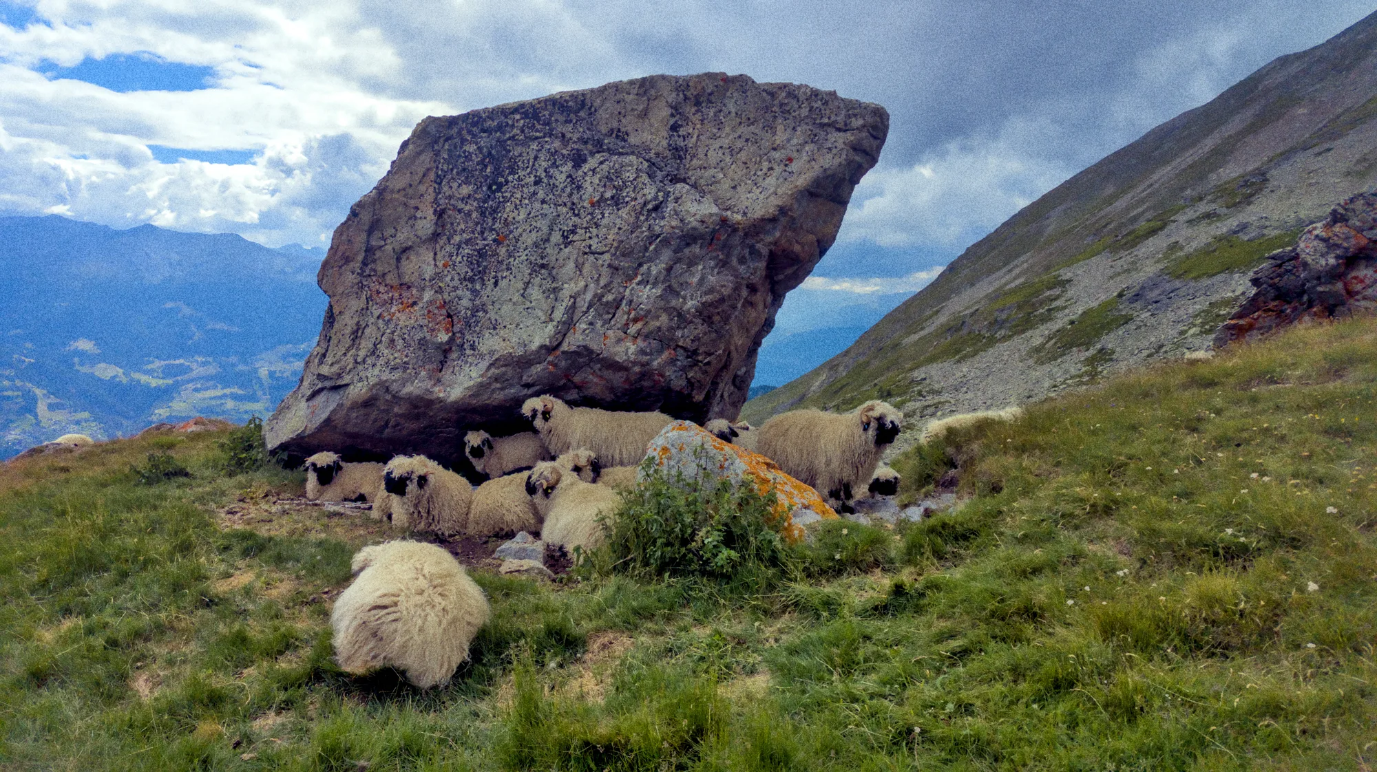 Valais Blacknose sheep sheltering under a large boulder on an alpine meadow.