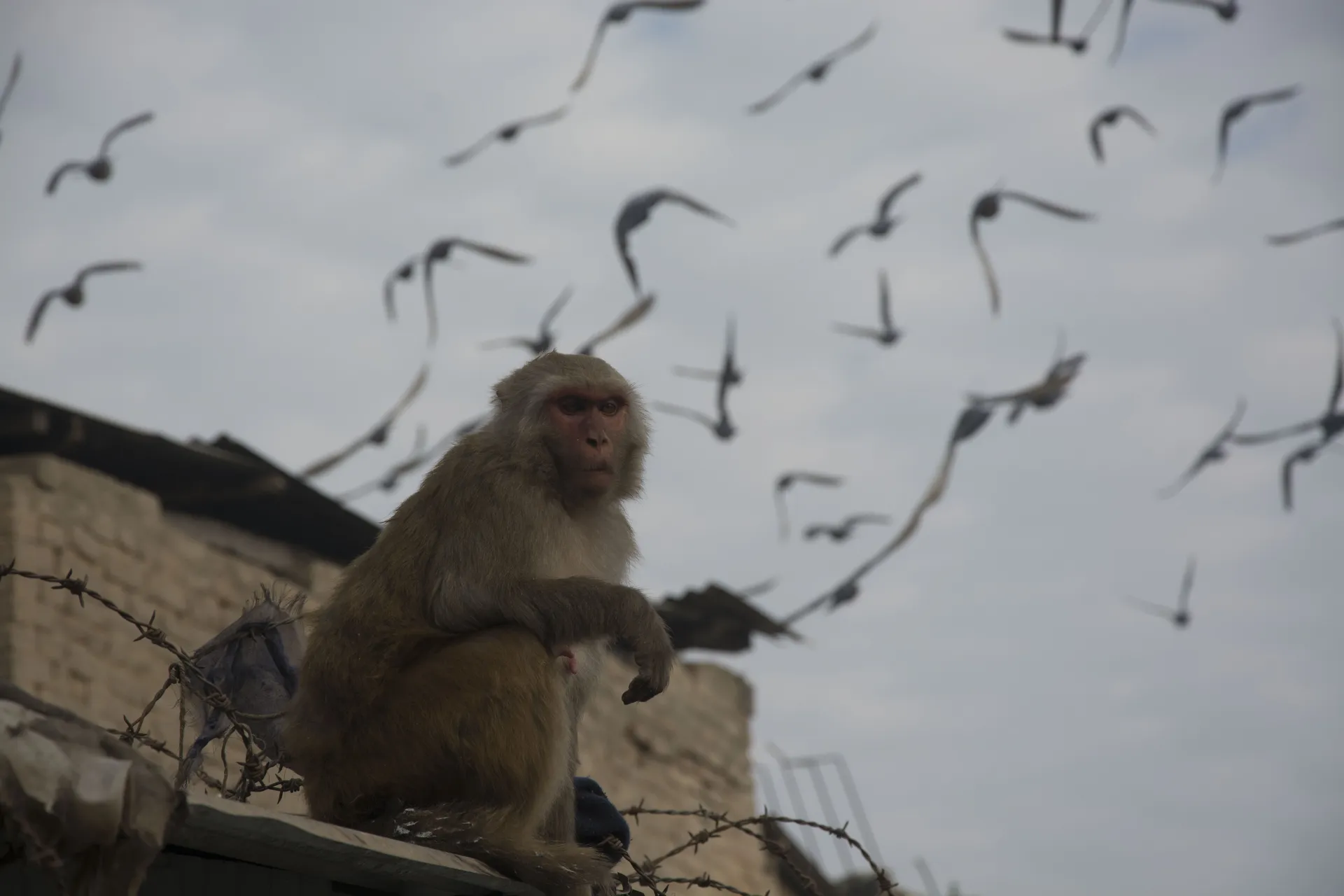 A macaque on a wall with a flock of birds wheeling behind.